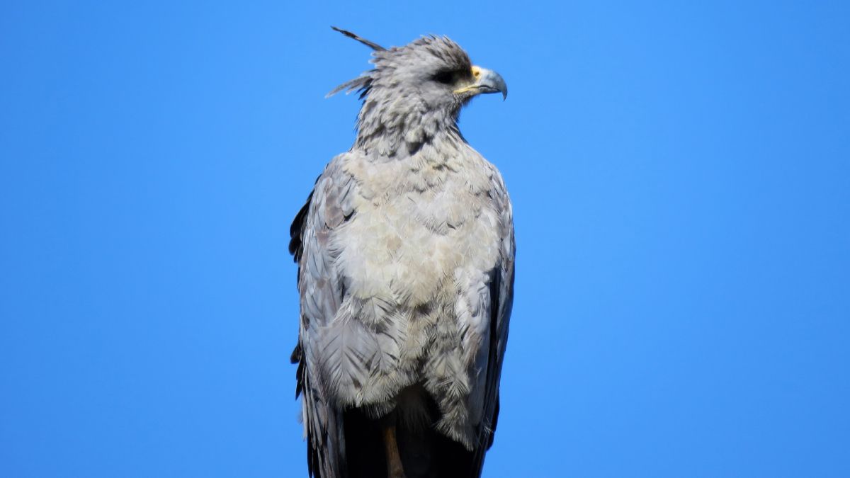 El águila coronada fue registrada por un automovilista. El águila coronada fue registrada por un automovilista.
