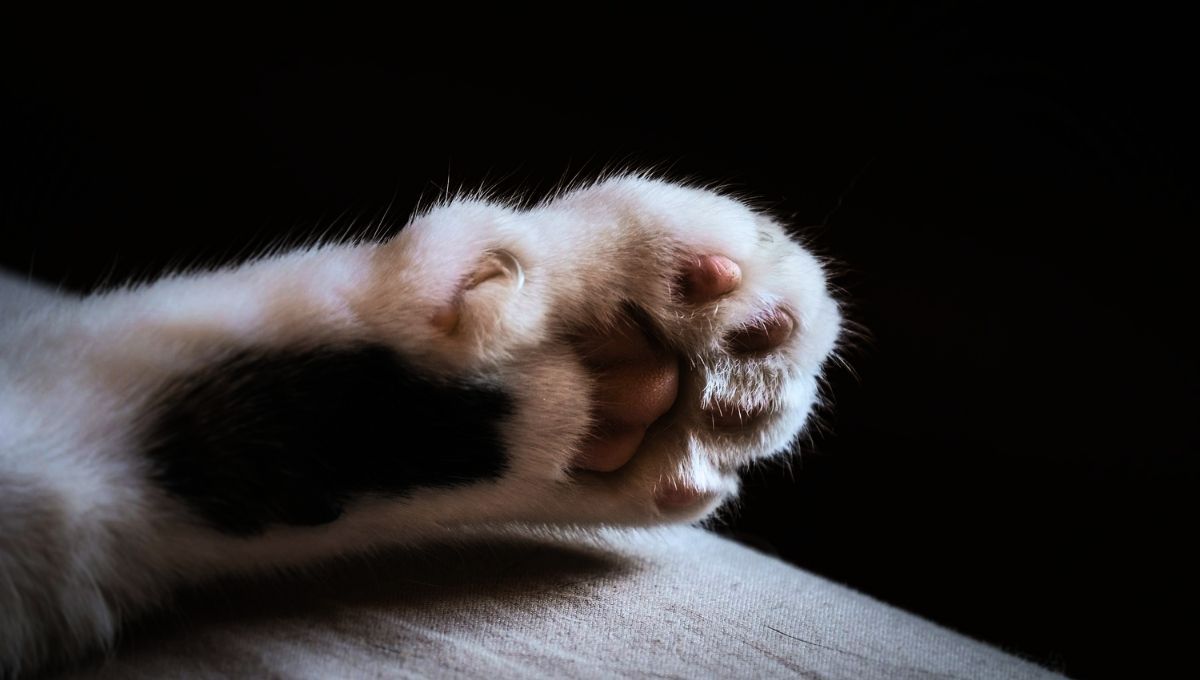 Para hablar del origen de esta raza hay que remontarse al año 1994