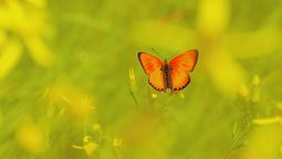 Qué significa que las mariposas visiten tu jardín