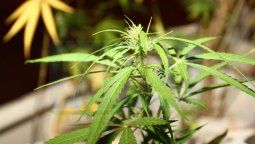 El Gobierno reglamentó la ley que autoriza el uso terapéutico y paliativo del cannabis El Gobierno reglamentó la ley que autoriza el uso terapéutico y paliativo del cannabis