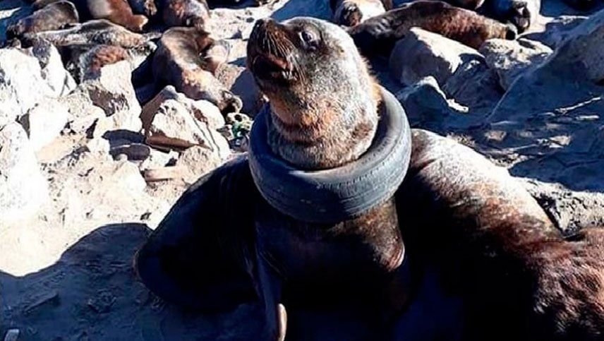 A un lobo marino le pusieron un neumático en su cuello