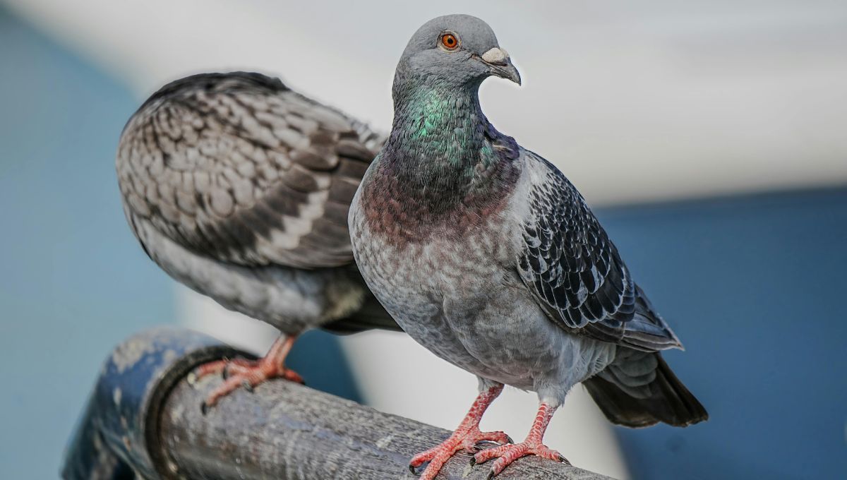 Aunque son animales dóciles, las infecciones transmitidas por las palomas por medio de su excremento pueden ser muy peligrosas.