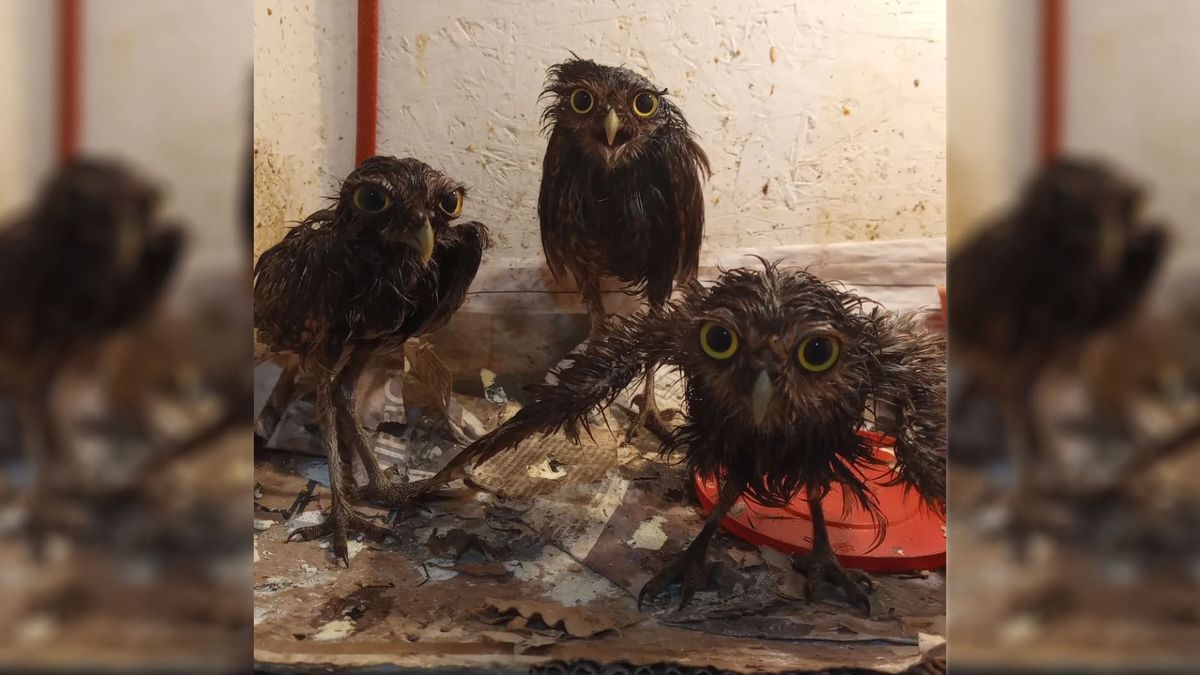 Las tres lechucitas de las Vizcacheras fueron rescatadas en Luján y en la Fundación Cullunche fueron tratadas, pero no resistieron a la intoxicación.