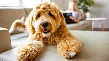 Perros Labradoodle, la raza adorable que su creador considera 