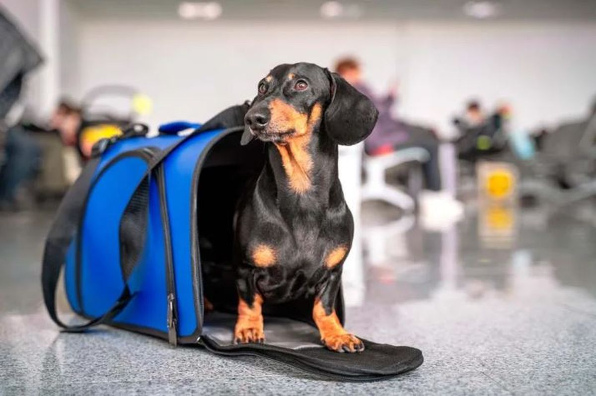 Viajar con mascotas en avión