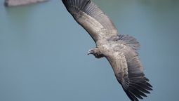 El cóndor juvenil fue reinsertado en su hábitat, en Valle Grande.