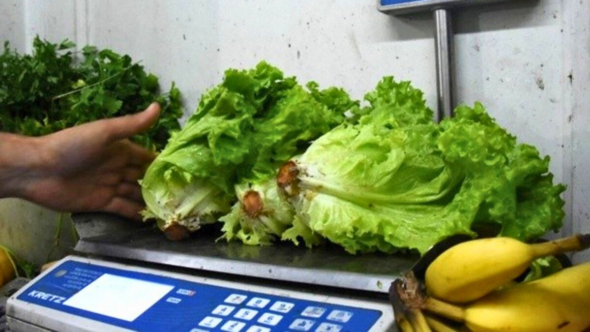 Pocas veces alguien se preguntó si la planta de lechuga está verde, por su inmadurez y no por su color.