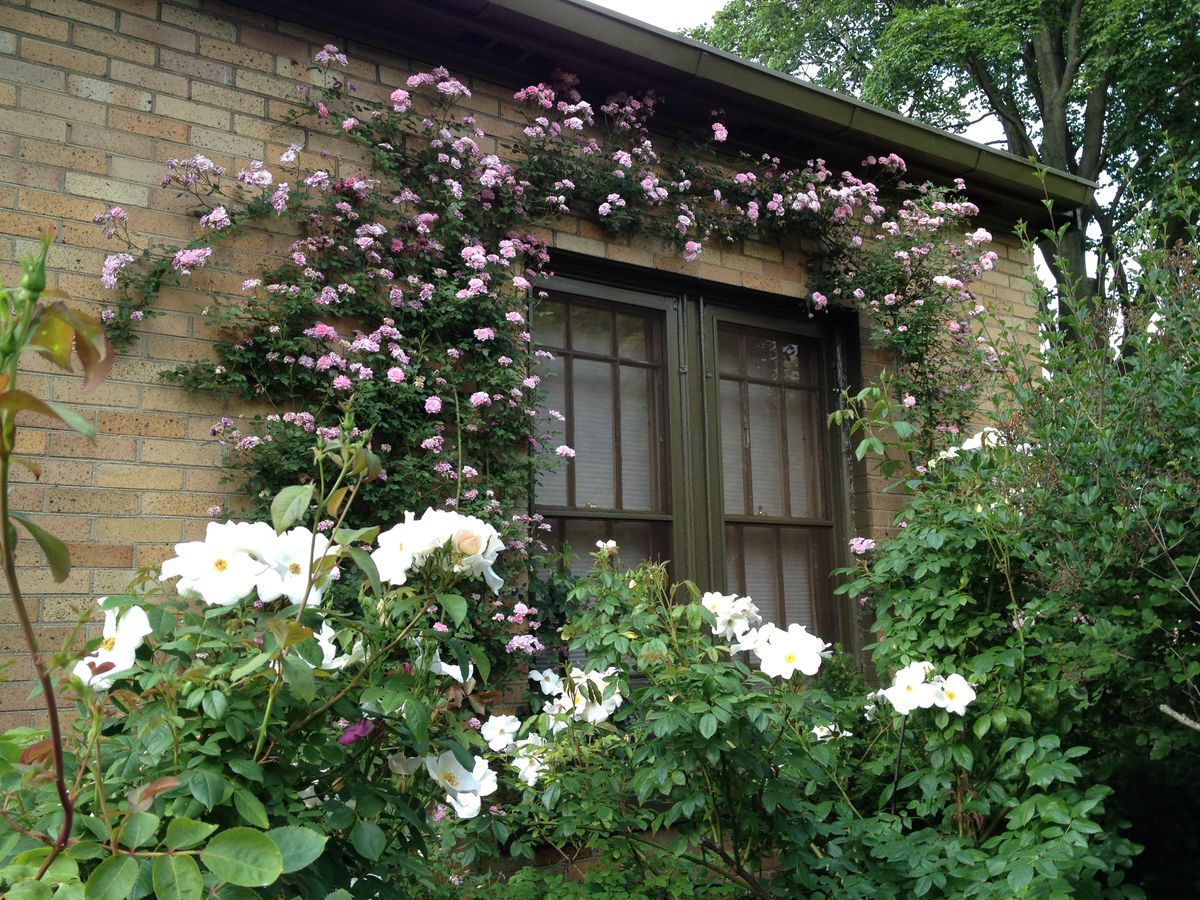 La planta de bajo mantenimiento que crece en grupos y es ideal para decorar el jardín La planta de bajo mantenimiento que crece en grupos y es ideal para decorar el jardín