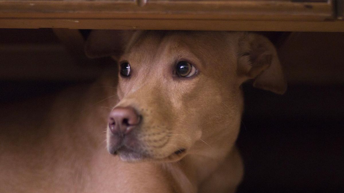 Los perros perciben la actividad paranormal y las almas en pena, según los parapsicólogos. Los perros perciben la actividad paranormal y las almas en pena, según los parapsicólogos.