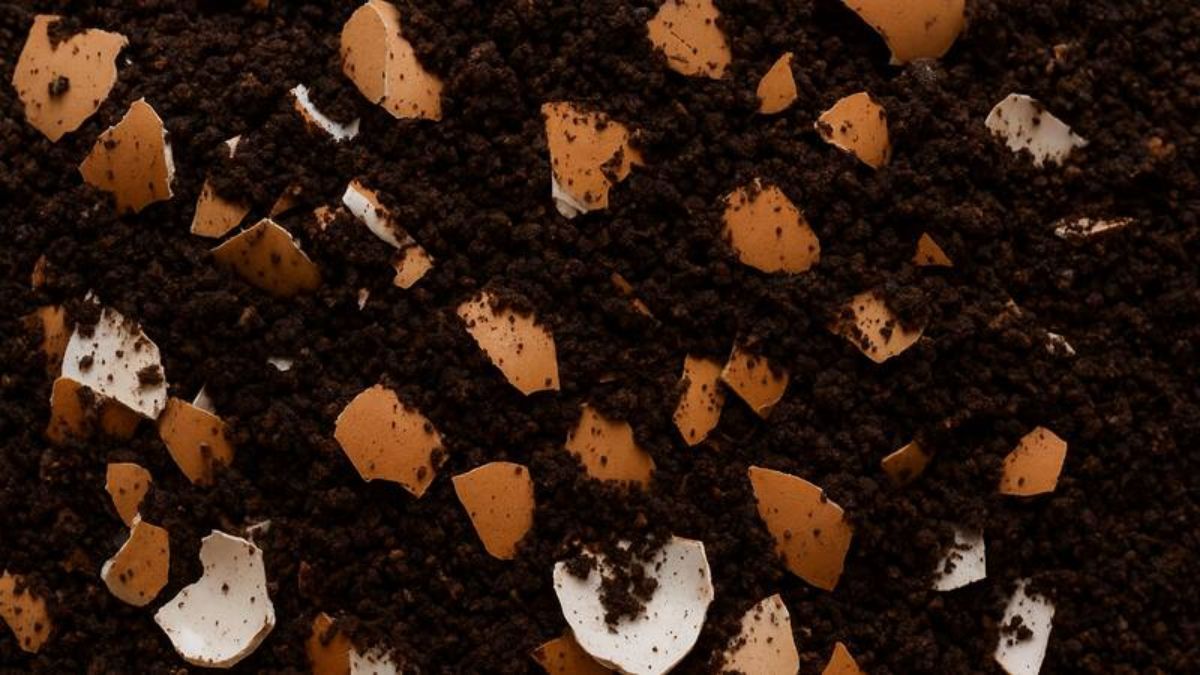 Mezclar café con cáscaras de huevo: por qué recomiendan hacerlo y para qué sirve