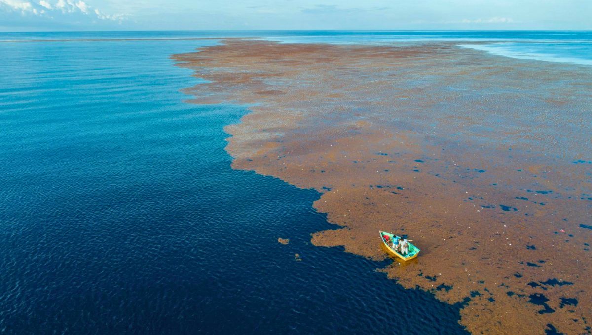 El único mar que no toca tierra: florece en el océano cada año