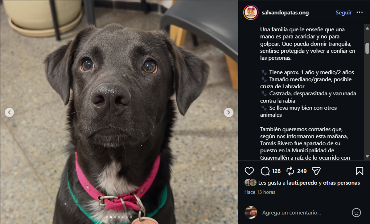 A través de un emotivo comunicado en redes, las proteccionistas dieron a conocer la mejoría de la perrita y abrieron la búsqueda de adopción.  