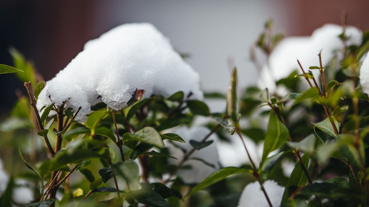 Gu A Definitiva Para Recuperar Tus Plantas Despu S De Una Helada