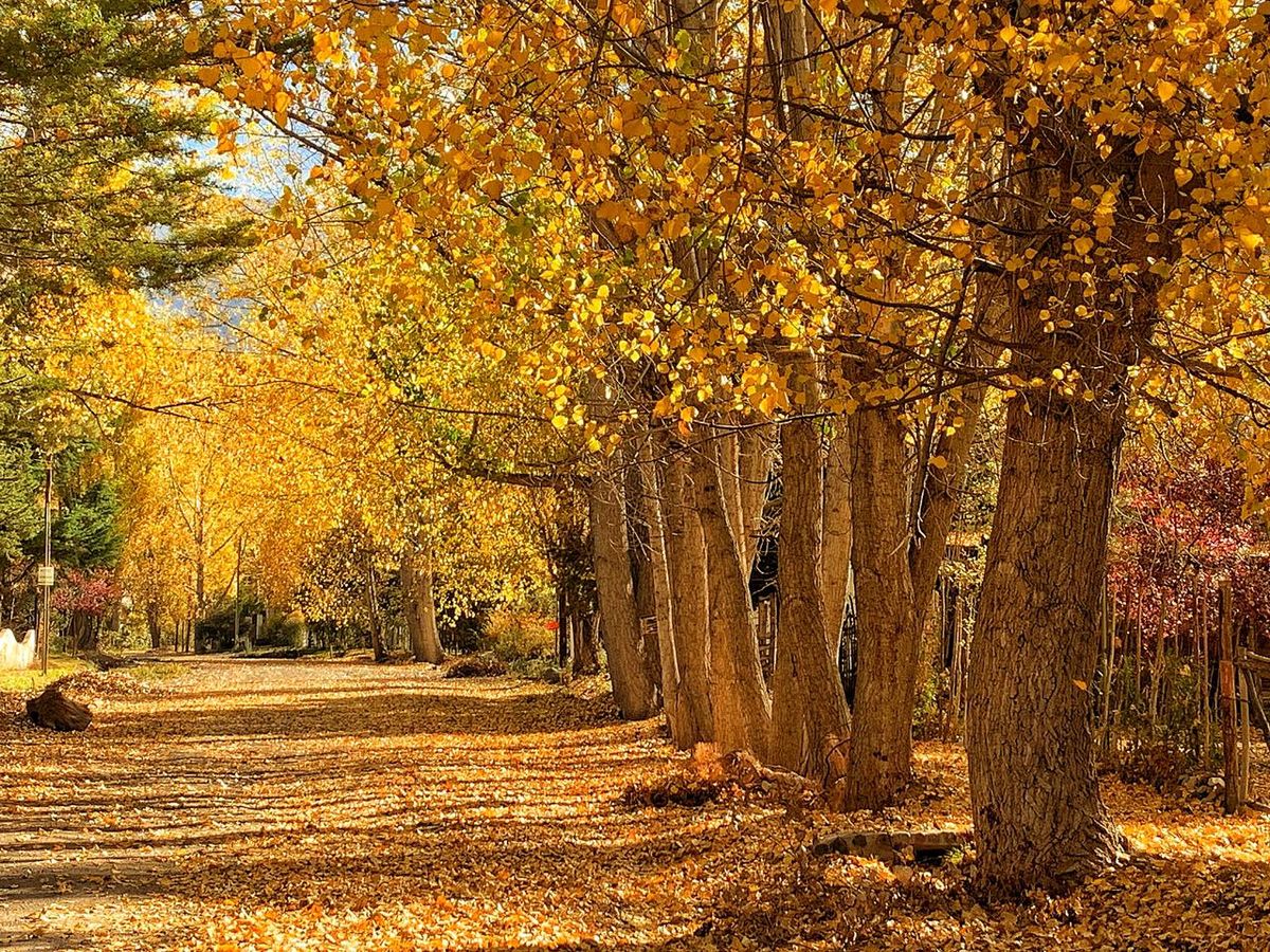 La propuesta busca combinar el disfrute de recorrer los bellos paisajes otoñales de Potrerillos con la mejor gastronomía del lugar La propuesta busca combinar el disfrute de recorrer los bellos paisajes otoñales de Potrerillos con la mejor gastronomía del lugar