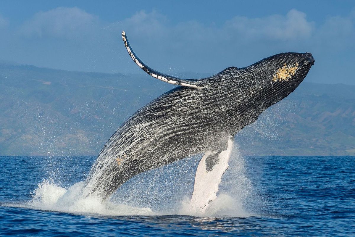 El Impactante descubrimiento en Alaska que demuestra la inteligencia de las ballenas El Impactante descubrimiento en Alaska que demuestra la inteligencia de las ballenas