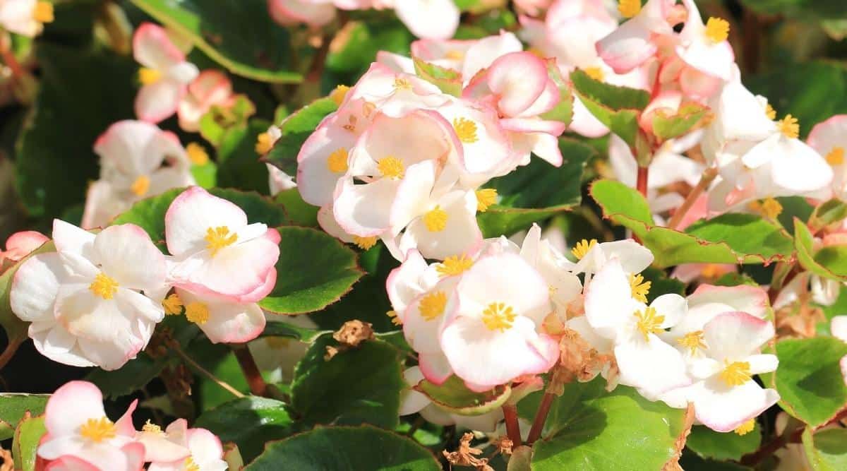 Las flores de la begonia pueden ser rojo, rosa, blanco, amarillo, naranja o salm&oacute;n.