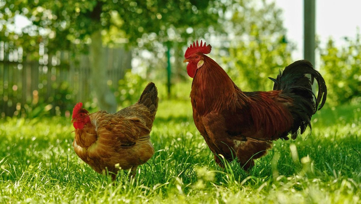 Gallo (derecha) gallina (izquierda) Gallo (derecha) gallina (izquierda)