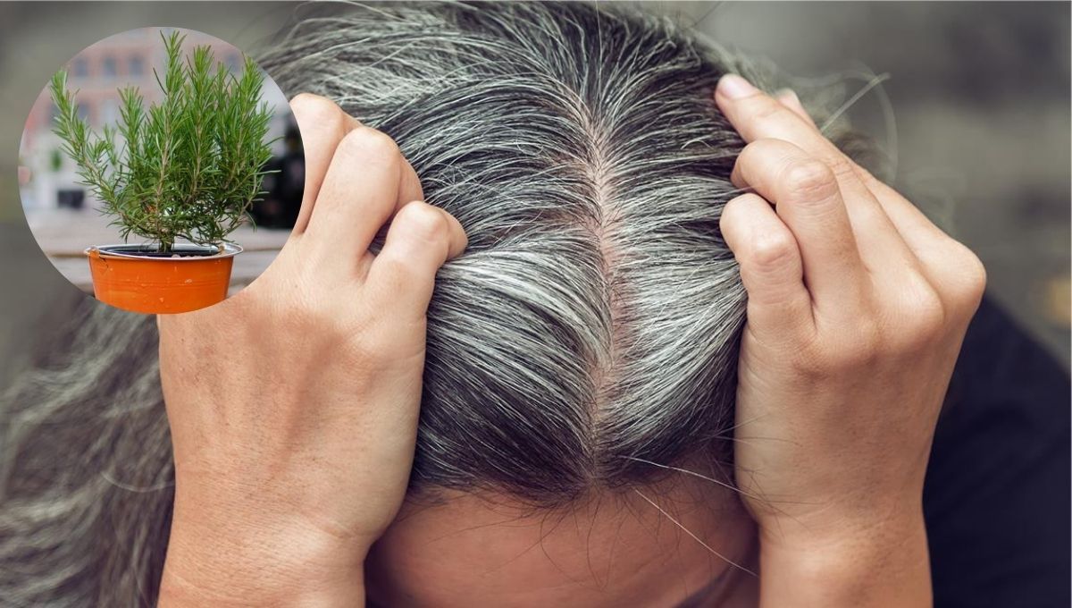 El romero puede ser un gran aliado en la lucha contra las canas&nbsp;