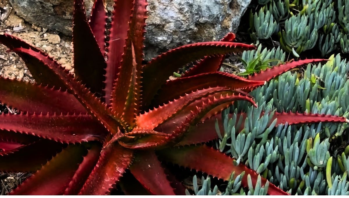 La planta de aloe vera puede pasar a ser morada y esto representa una serie de problemas