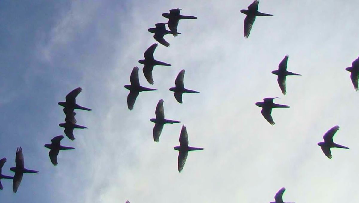 Son aves que utilizan huecos en troncos de árboles o incluso nidos abandonados por otras aves para reproducirse. Fuente: Esquel aves Son aves que utilizan huecos en troncos de árboles o incluso nidos abandonados por otras aves para reproducirse. Fuente: Esquel aves