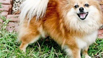 Un hombre mató y cocinó al perro de su ex novia