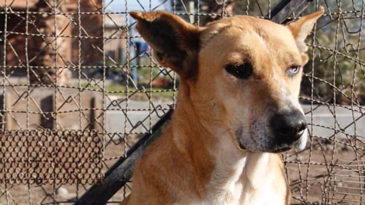 Los perros reciben cuidados y atención en el Refugio de Rousi.
