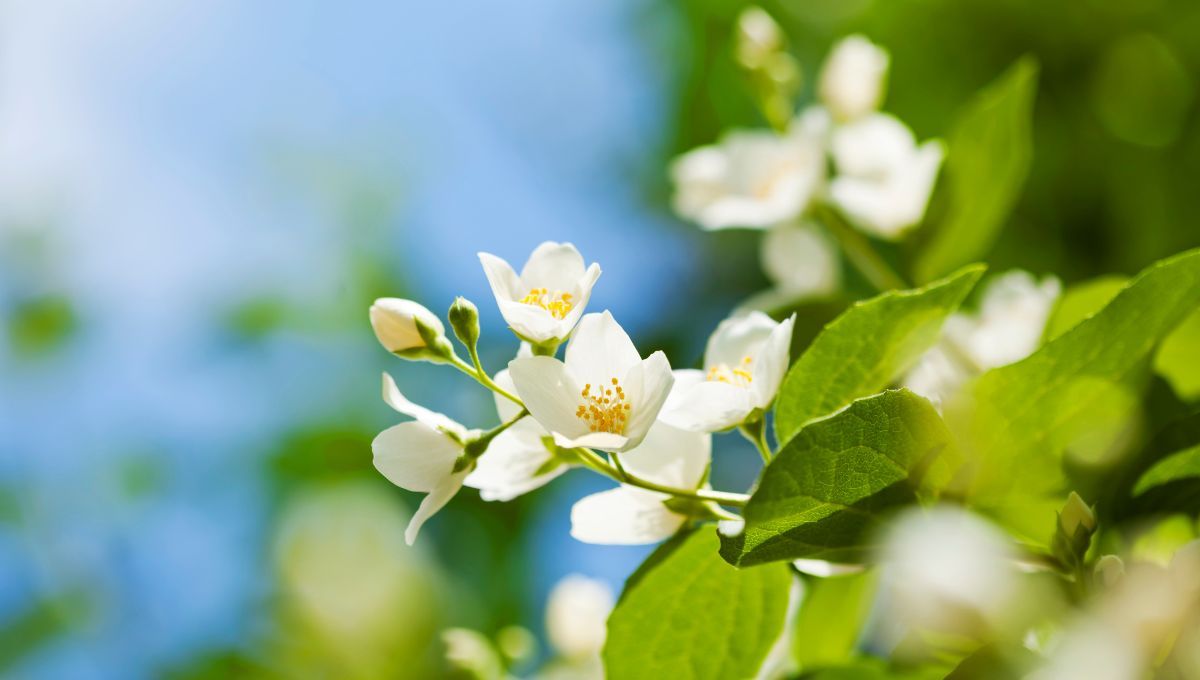 Cómo enraizar jazmines en agua: paso a paso fácil y rápido