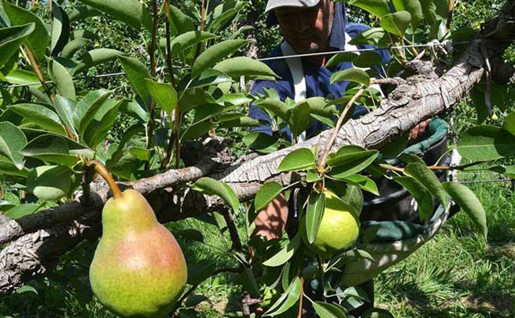 Precios de productos agrícolas se multiplicaron por 4,9 veces en septiembre, del campo a la góndola