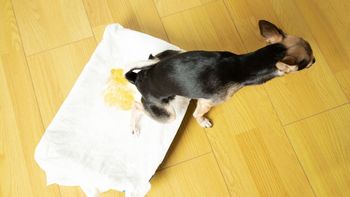 La sencilla mezcla casera que elimina el olor a pis de perro o de gato La sencilla mezcla casera que elimina el olor a pis de perro o de gato