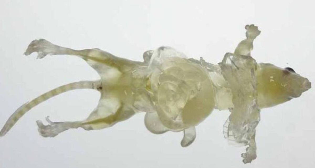 Este avance representa un paso significativo en la visualización no invasiva de tejidos vivos. Este avance representa un paso significativo en la visualización no invasiva de tejidos vivos.