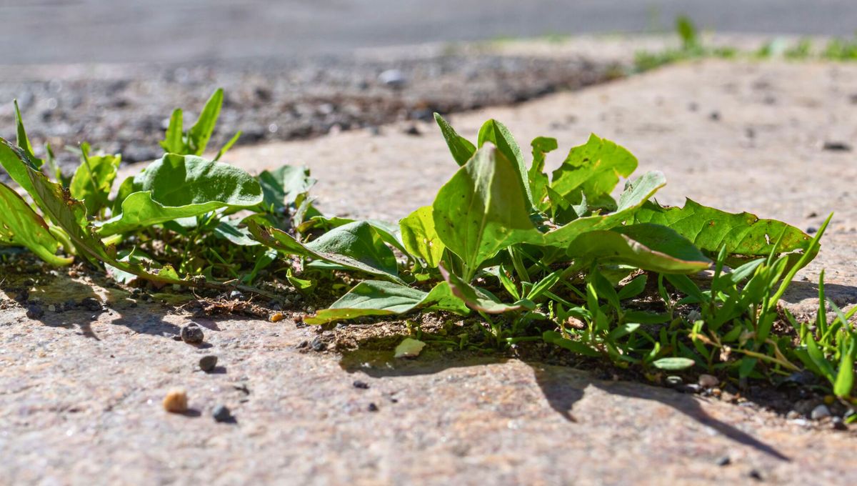Vinagre blanco para combatir la maleza del jardín