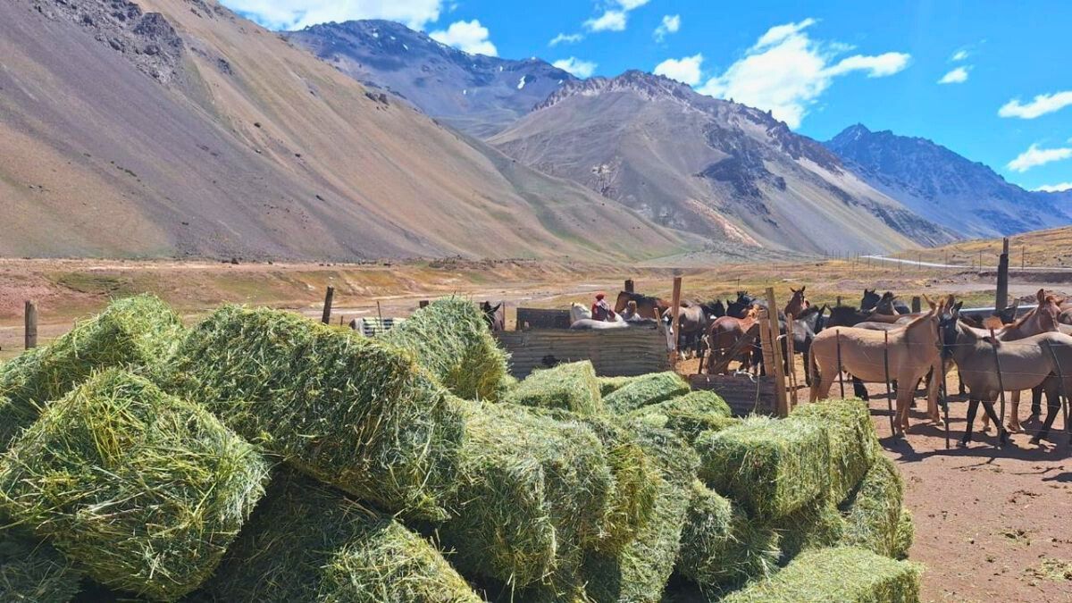 Héroes silenciosos del Aconcagua: cómo cuidan hoy a las mulas que sostienen la montaña