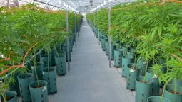 Cannabis medicinal.
