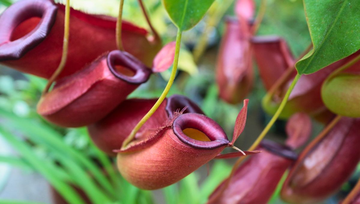 Esta planta necesita muchos cuidados, es delicada pero queda muy linda en los espacios del hogar Esta planta necesita muchos cuidados, es delicada pero queda muy linda en los espacios del hogar