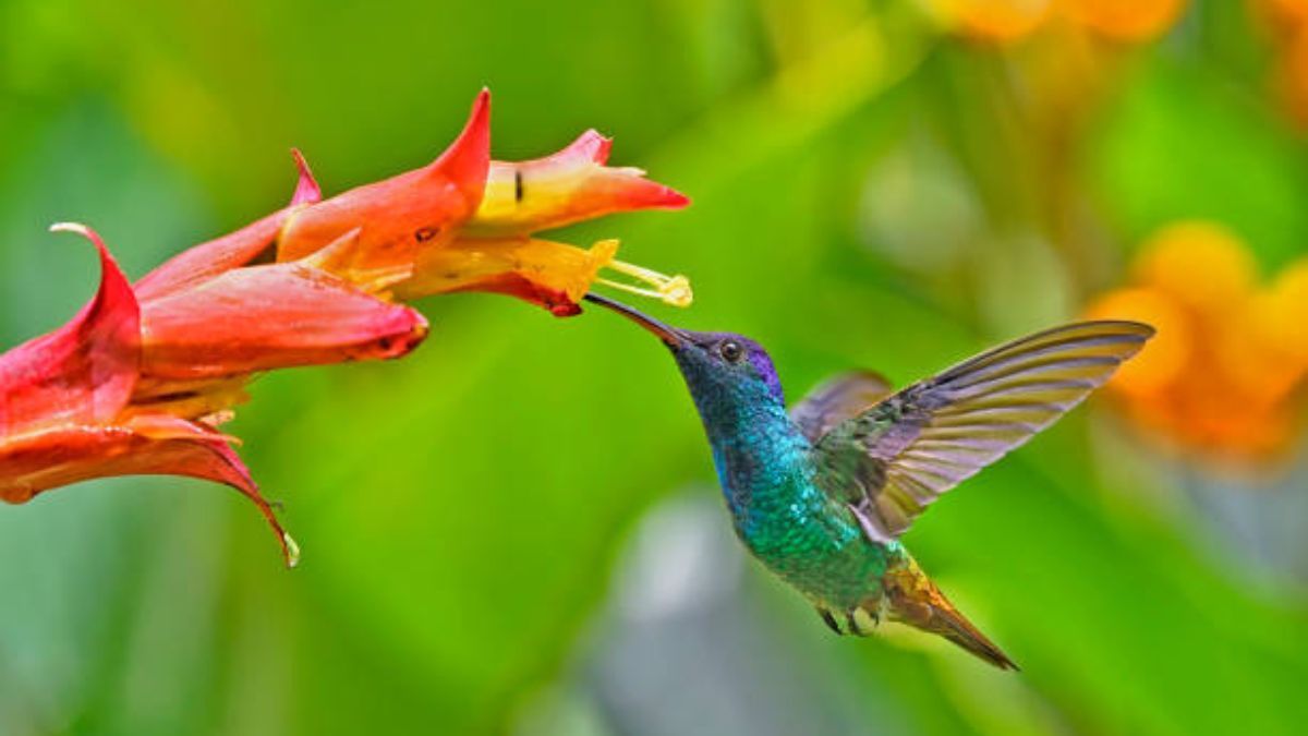 Los 7 significados de ver un colibrí volando entre las flores del jardín