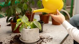 Plantas más contentas