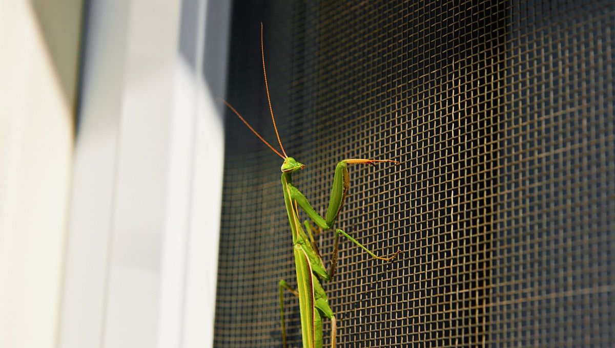 Además, la mantis es buena para el jardín. Aleja plagas y otros insectos. Además, la mantis es buena para el jardín. Aleja plagas y otros insectos.