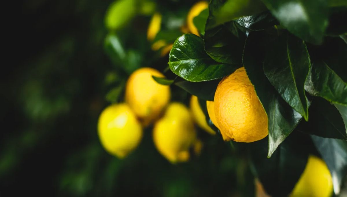 Para abonar un limonero correctamente debes seguir una serie de consejos 