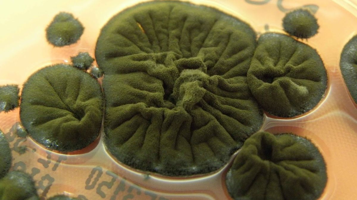 El estudio analiz&oacute; los cambios en los hongos de ese sitio radioactivo.