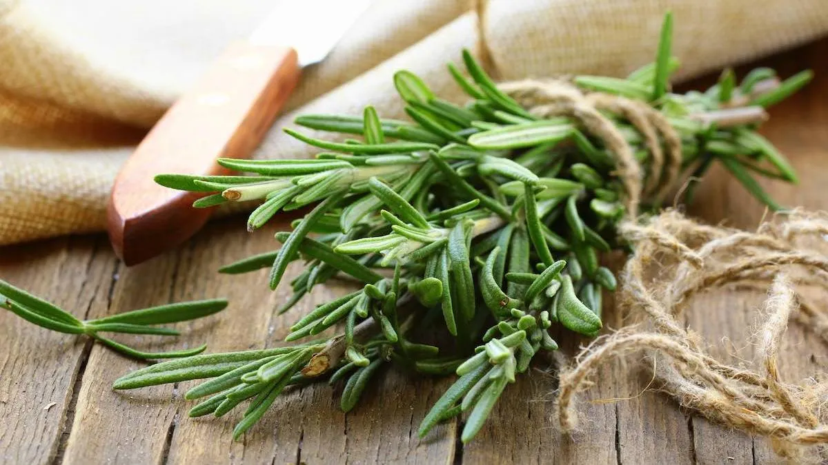 Rituales para el 2025. El ritual del romero que te traerá prosperidad y abundancia para el año que viene.&nbsp;