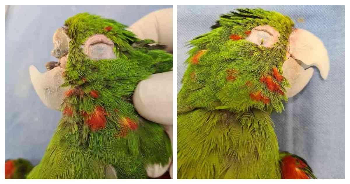 Reconstrucción. A un loro le reconstruyeron su pico con otro de resina.