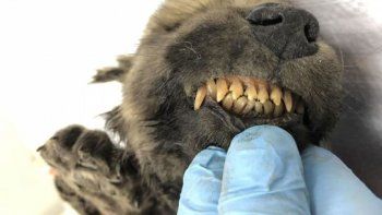 ¿Perro o lobo? Hallaron un cachorro siberiano de 18.000 años de antigüedad
