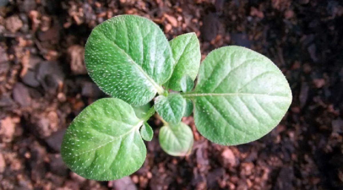 Científicos se encuentran trabajando en el asunto. Científicos se encuentran trabajando en el asunto.