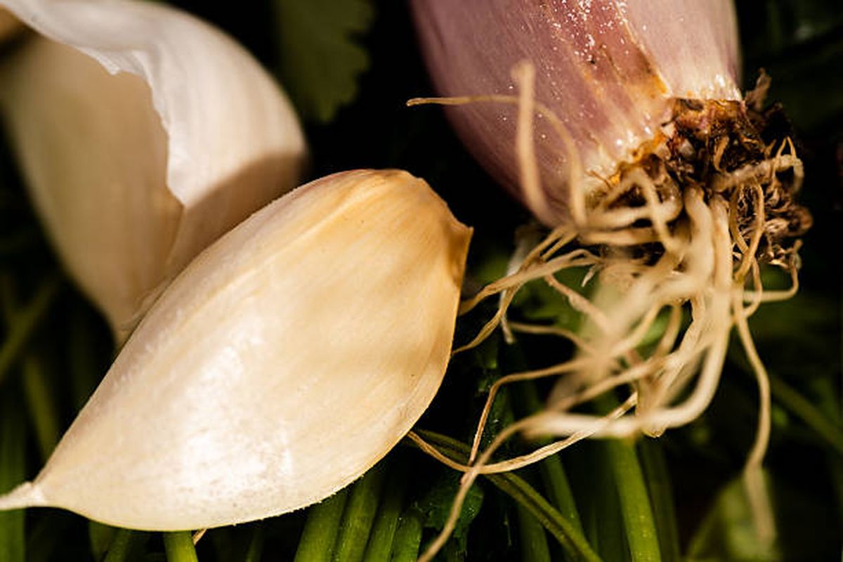 El ajo alejará a las plagas que atentan contra las plantas del jardín. El ajo alejará a las plagas que atentan contra las plantas del jardín.