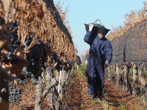 Trabajadores vitivinícolas sellaron un acuerdo salarial con las bodegas y recibirán suba de 29%