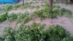 Lo detuvieron por tener 57 plantas de marihuana en su casa de Las Heras