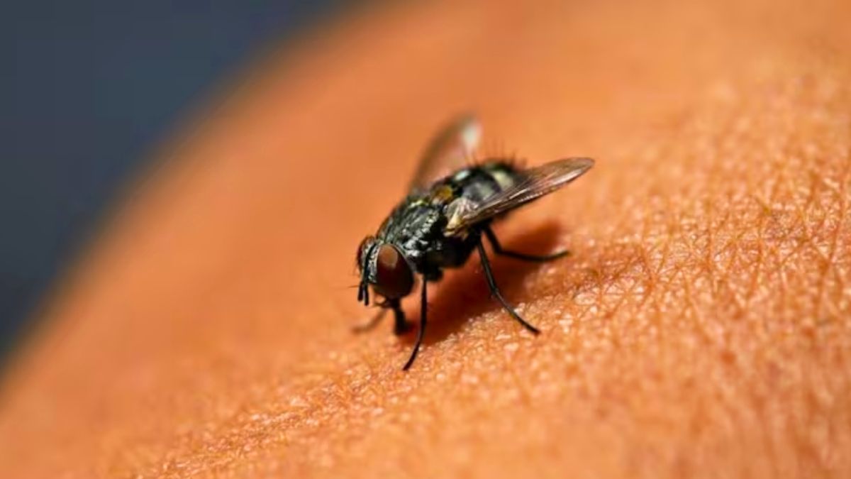 La especie de mosca que muerde, causa ronchas y corta la piel: cómo reconocerla