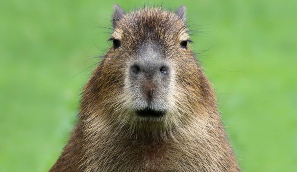 Un carpincho observándonos fijamente. Un carpincho observándonos fijamente.