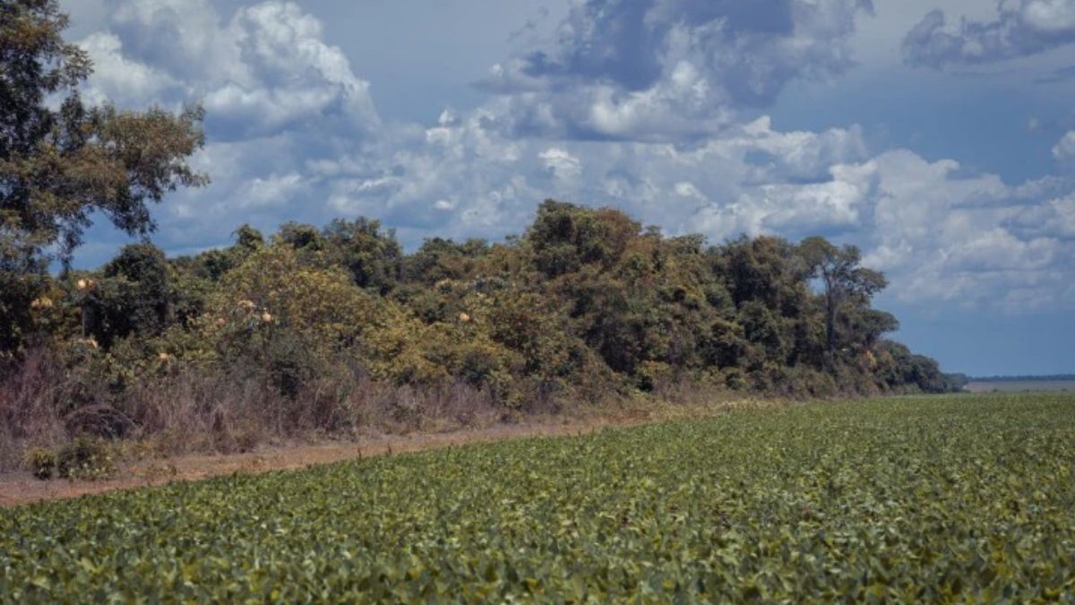 El territorio indígena wawi limita con una plantación de soja en el estado de Mato Grosso, Brasil. (Imagen: Flávia Milhorance / Dialogue Earth) El territorio indígena wawi limita con una plantación de soja en el estado de Mato Grosso, Brasil. (Imagen: Flávia Milhorance / Dialogue Earth)
