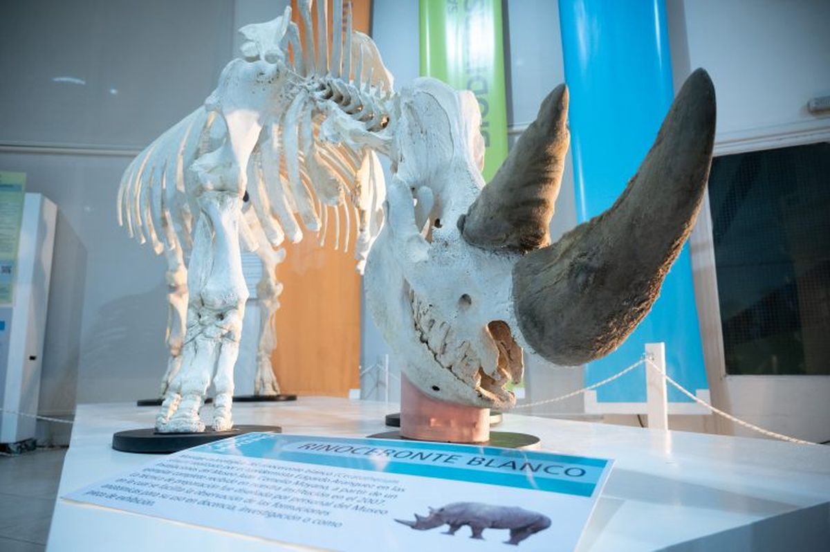 El Museo de Ciencias Naturales y Antropológicas Juan Cornelio Moyano cumple 113 años de existencia.